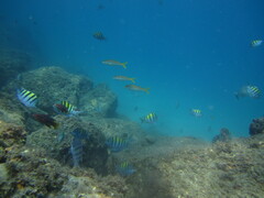 Abudefduf troschelii