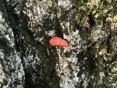 Neosteingelia texana