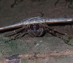 Thysania agrippina