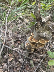Mensularia radiata