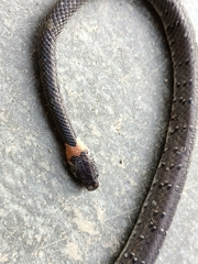 Pareas margaritophorus