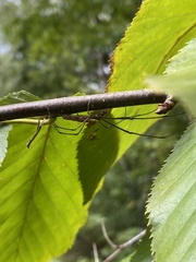 Tetragnathidae