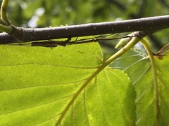 Tetragnathidae