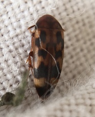 Orchesia undulata