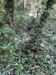 Euonymus fortunei