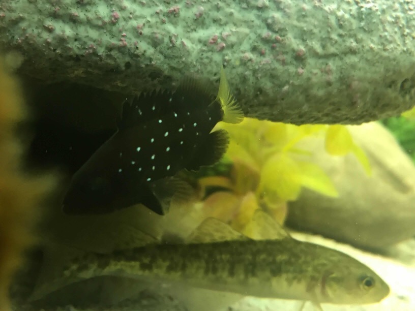 Grouper (Hyporthodus niveatus) — Serranidae