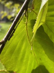 Tetragnathidae
