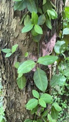 Euonymus fortunei