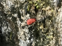 Neosteingelia texana