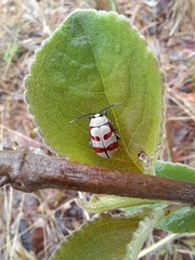 Omophoita