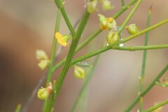 Mirbelia viminalis