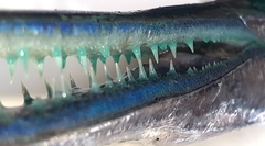 Tylosurus crocodilus fodiator