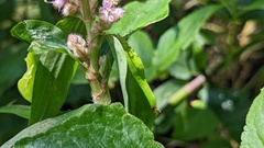 Floscopa scandens