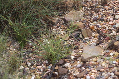 Mirbelia viminalis