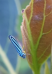 Graphocephala flavovittata