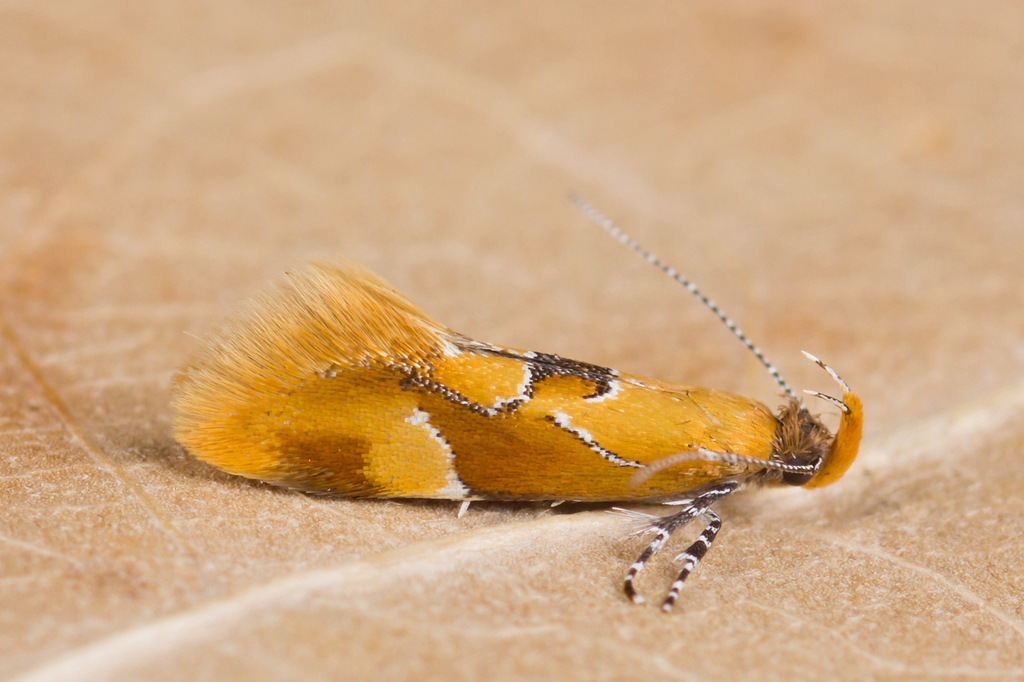 Beautiful Dafa Moth