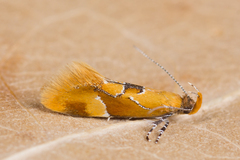 Epicallima formosella