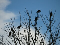 Corvus