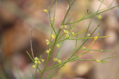Mirbelia viminalis