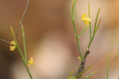 Mirbelia viminalis