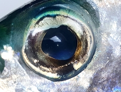 Tylosurus crocodilus fodiator