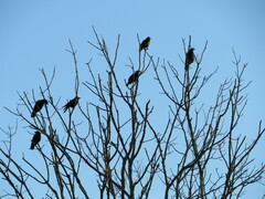 Corvus