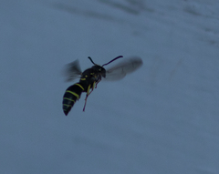 Ancistrocerus