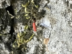 Neosteingelia texana