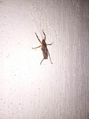 Nesoecia