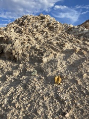 Arctomecon californica