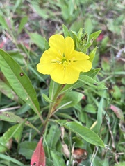 Oenothera biennis