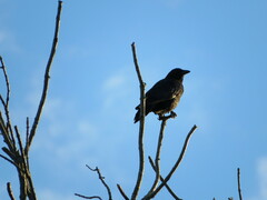 Corvus