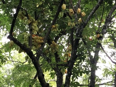 Averrhoa carambola