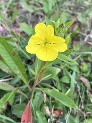 Oenothera biennis