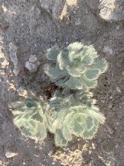 Arctomecon californica