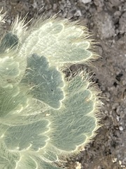 Arctomecon californica