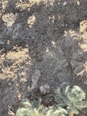 Arctomecon californica