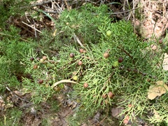 Juniperus pinchotii