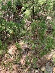 Juniperus pinchotii