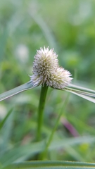 Cyperus sesquiflorus