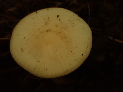 Cuphophyllus borealis