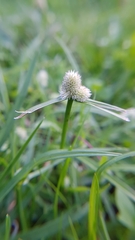 Cyperus sesquiflorus