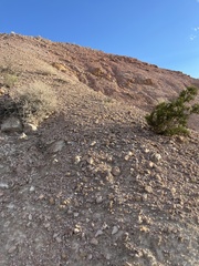 Arctomecon californica