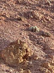 Arctomecon californica