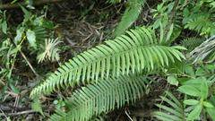 Sphaerostephanos taiwanensis