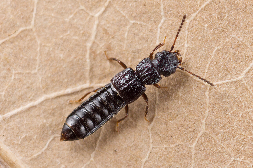 Anotylus rugosus