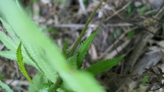 Sphaerostephanos taiwanensis