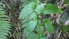 Begonia longifolia