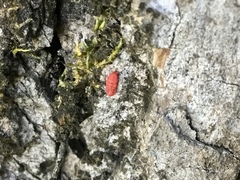 Neosteingelia texana