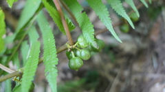 Begonia longifolia